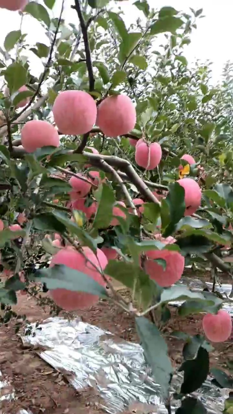 陕西咸阳礼泉红富七苹果已上市