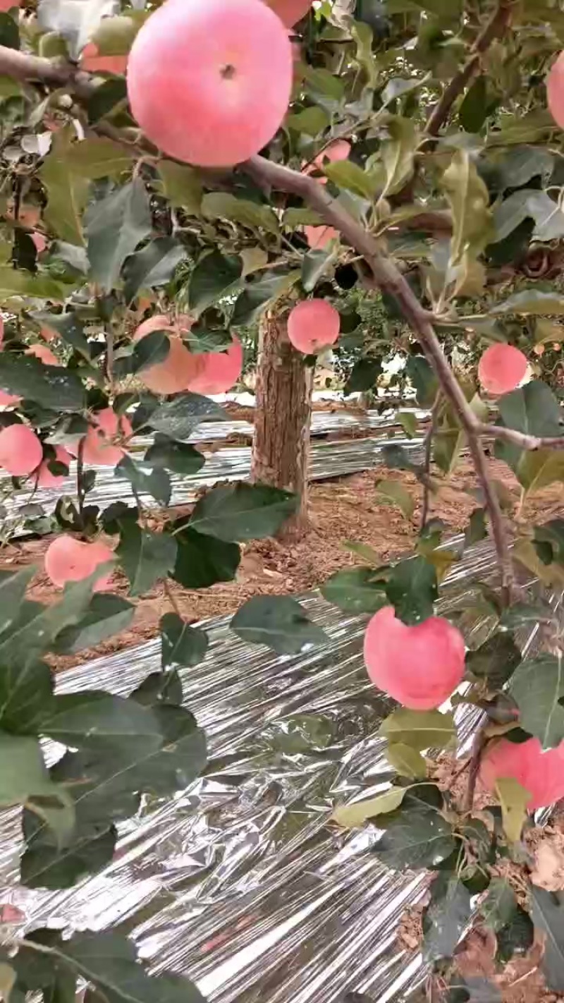 陕西咸阳礼泉红富七苹果已上市
