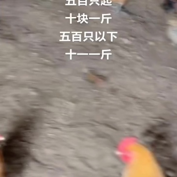 林下草鸡均重3斤3两120天