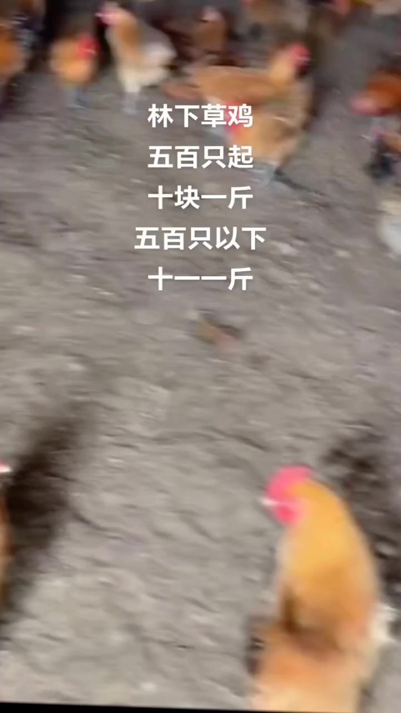 林下草鸡均重3斤3两120天