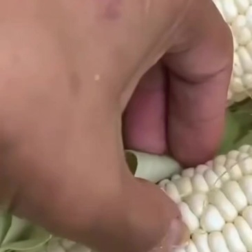 小白糯需要的来