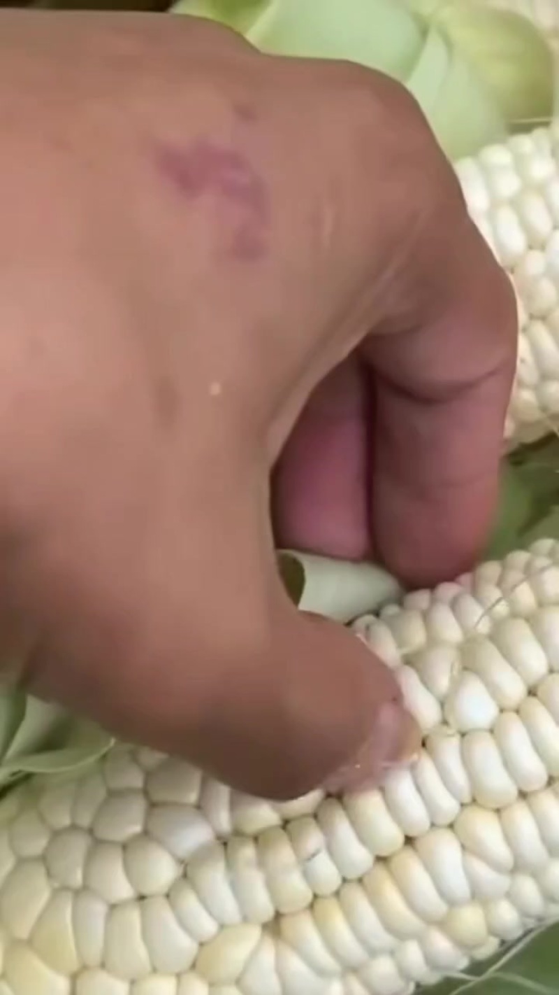 小白糯需要的来