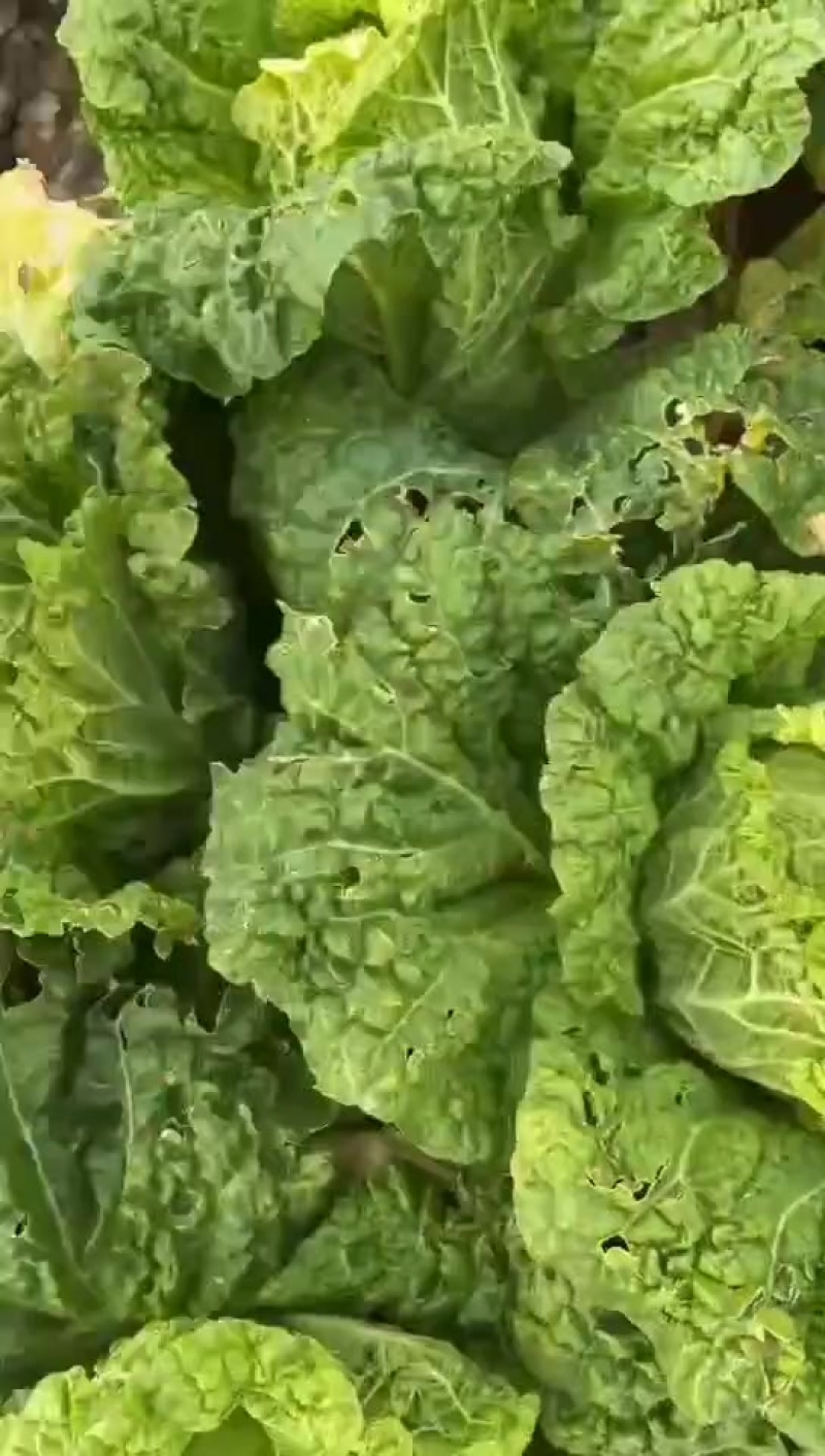 娃娃菜大量有货！有需要的请尽快联系。