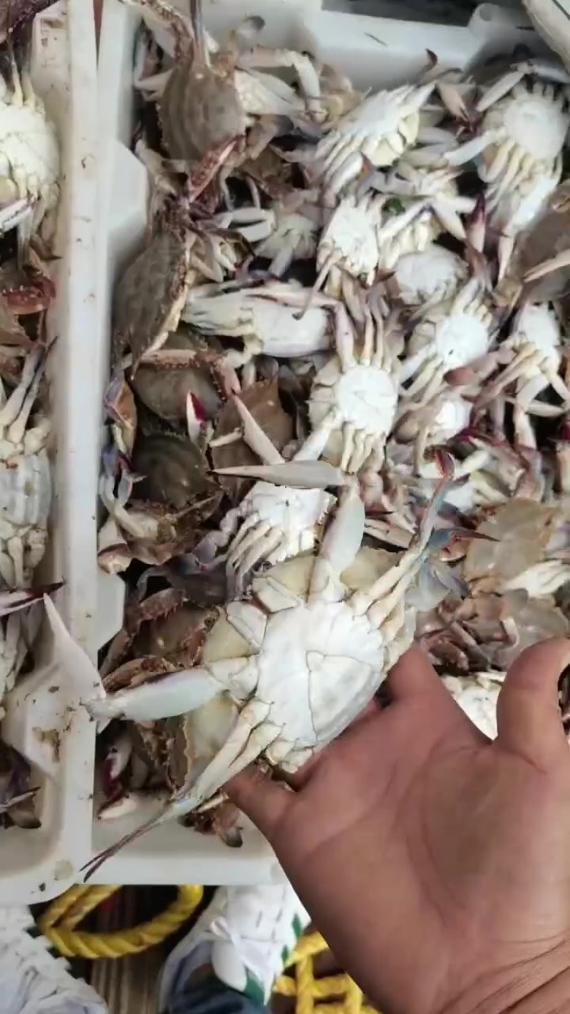 梭子蟹小螃蟹，123量统货，包肥，差一口气活的那种，