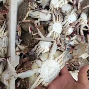 梭子蟹小螃蟹，123量统货，包肥，差一口气活的那种，