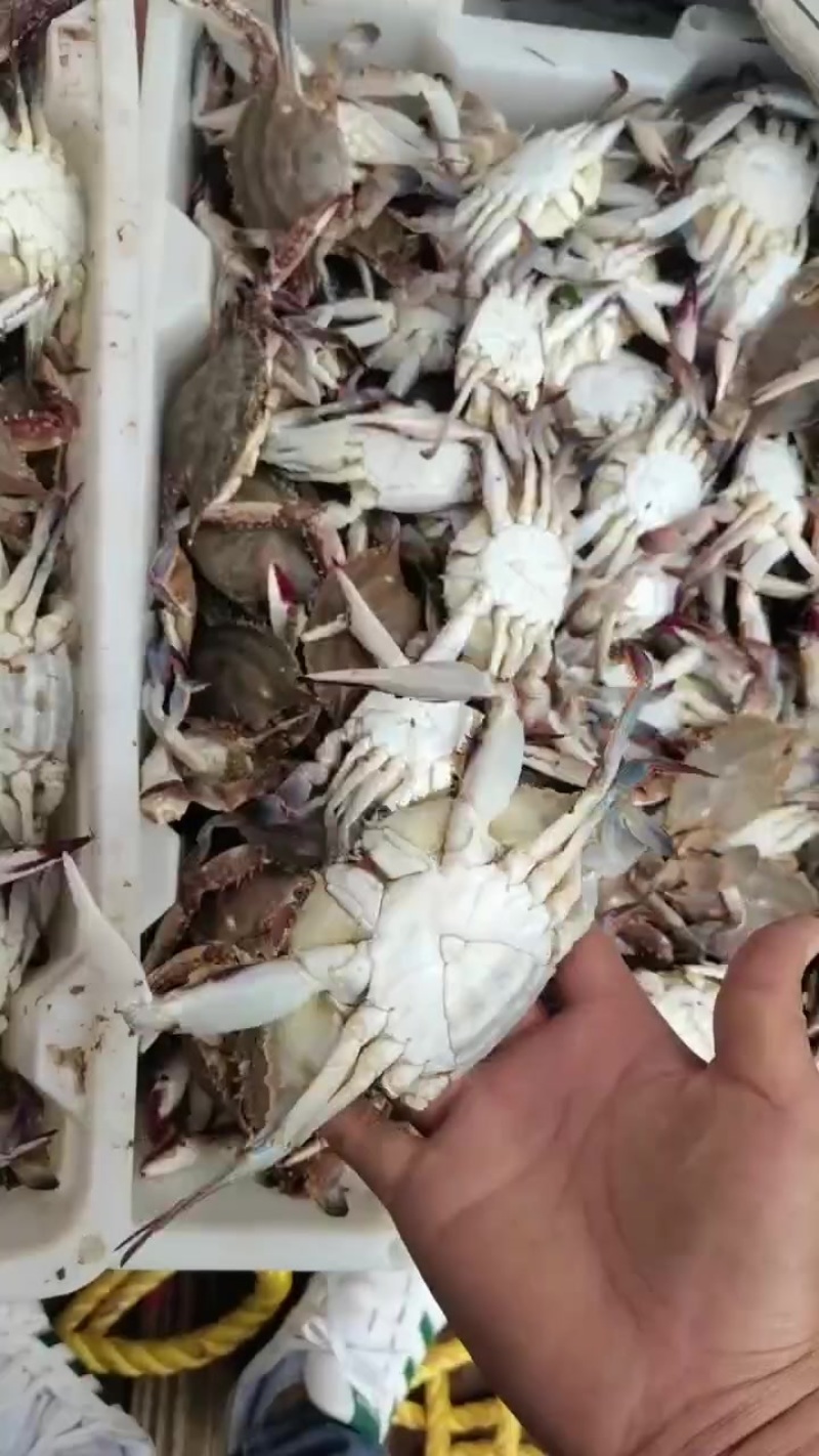 梭子蟹小螃蟹，123量统货，包肥，差一口气活的那种，