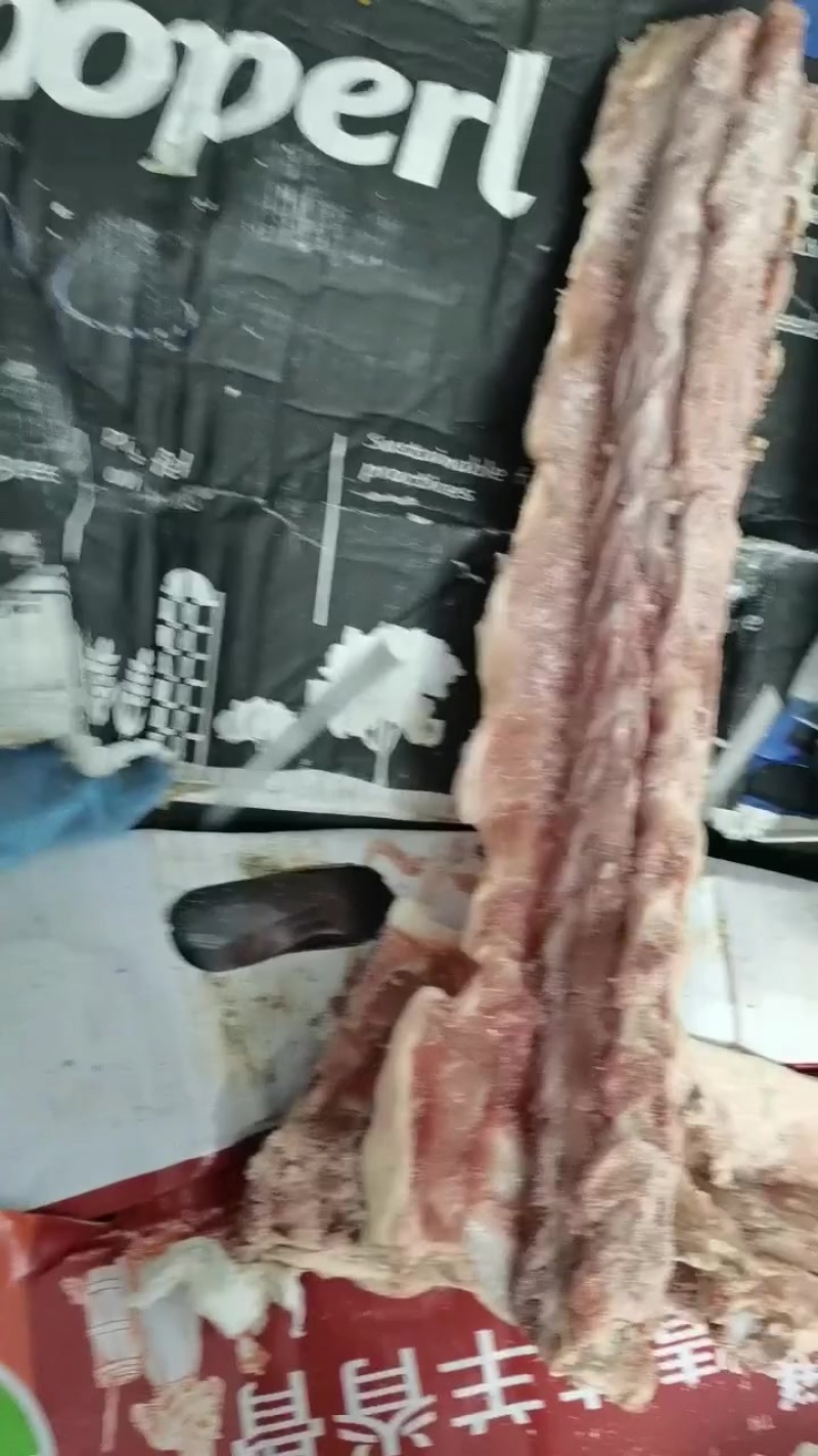 猪背骨