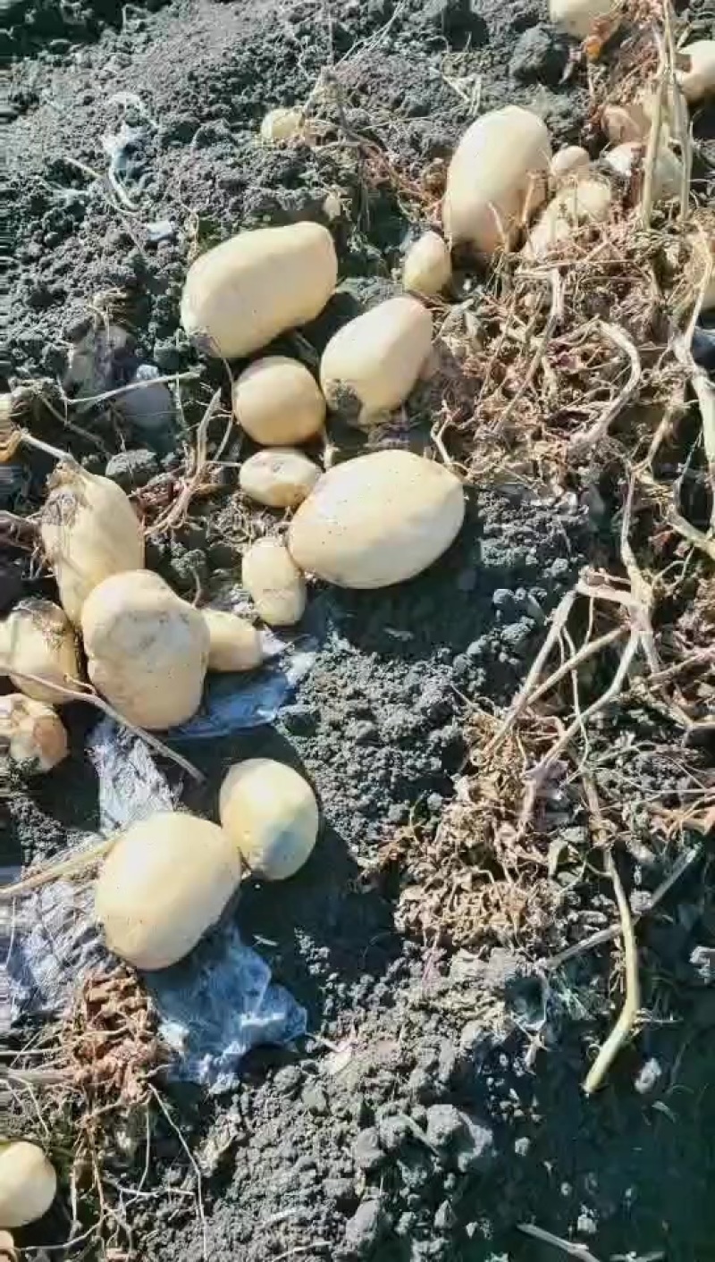 网棚薯下地的沃土好货