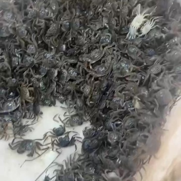 扣蟹，河蟹蟹苗，大闸蟹苗，蟹苗