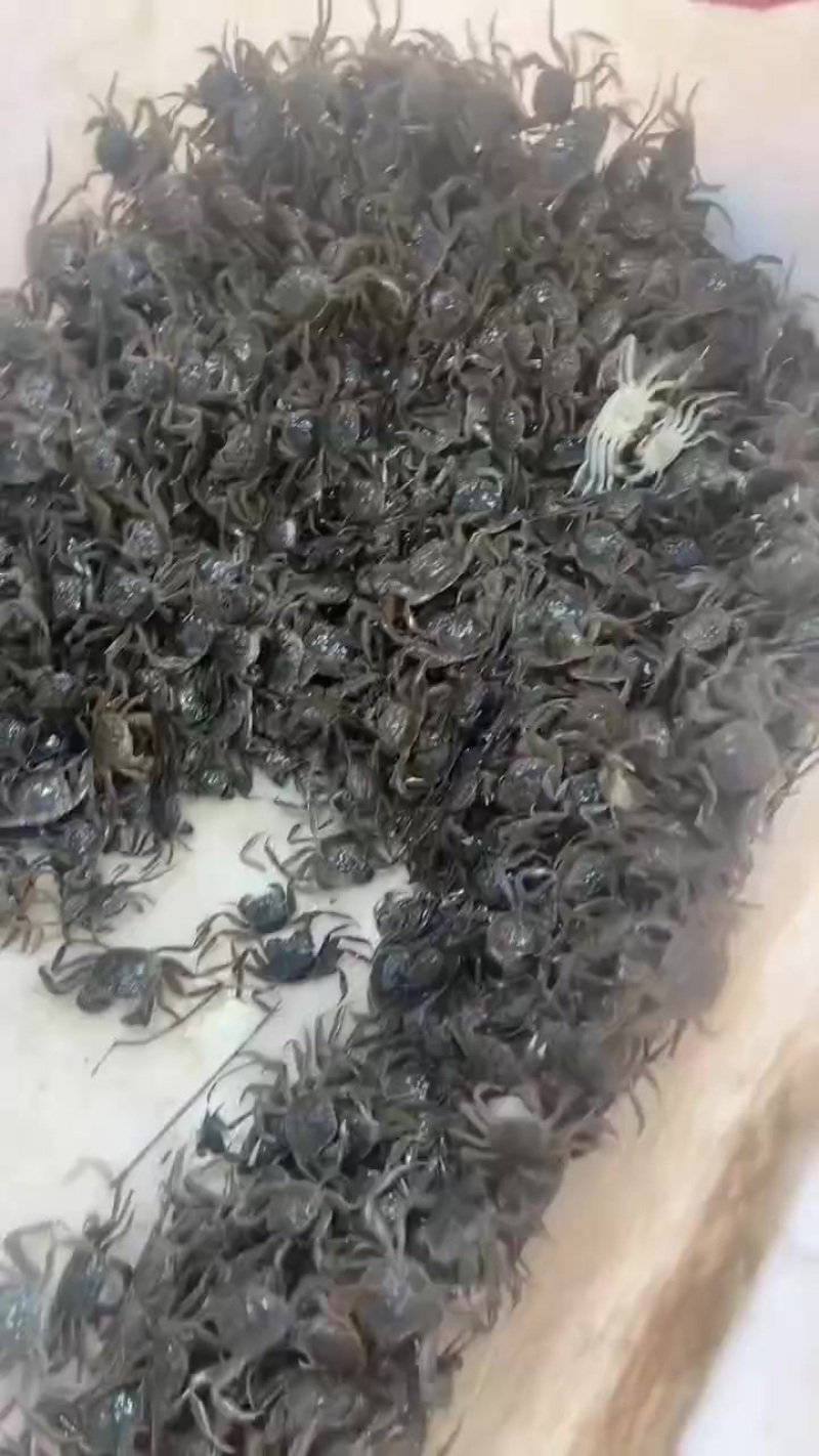 扣蟹，河蟹蟹苗，大闸蟹苗，蟹苗