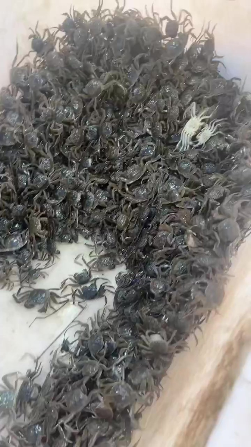 扣蟹，河蟹蟹苗，大闸蟹苗，蟹苗