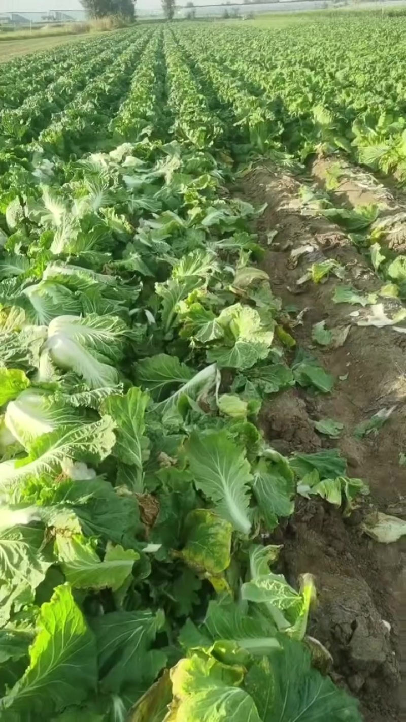 小义和秋白菜大量上市，质量好，精品大白菜上市需要的联系