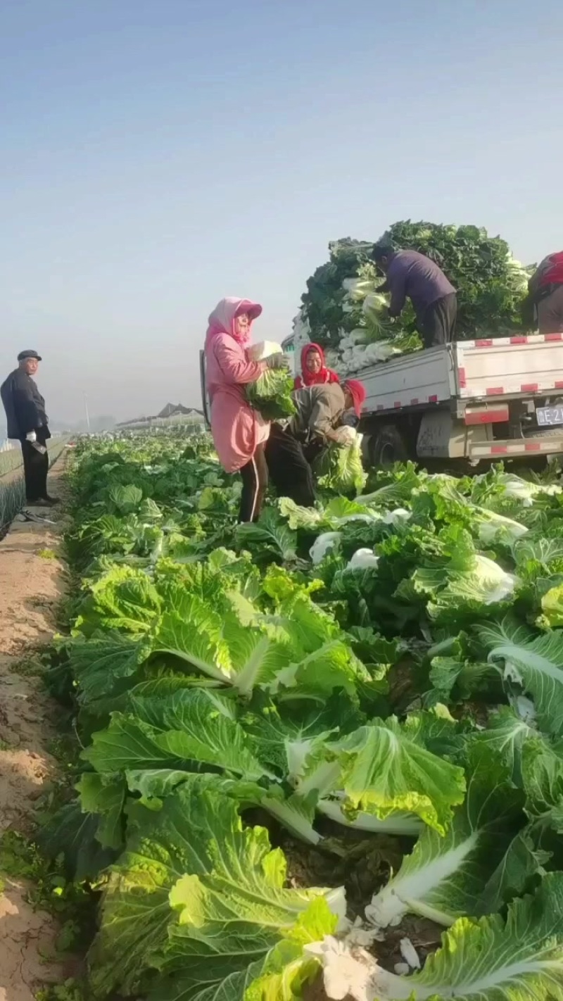 小义和秋白菜大量上市，质量好，精品大白菜上市需要的联系