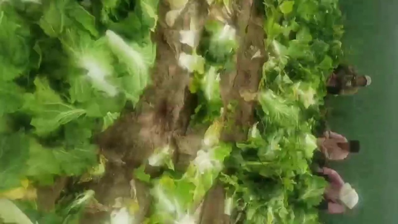小义和秋白菜大量上市，质量好，精品大白菜上市需要的联系