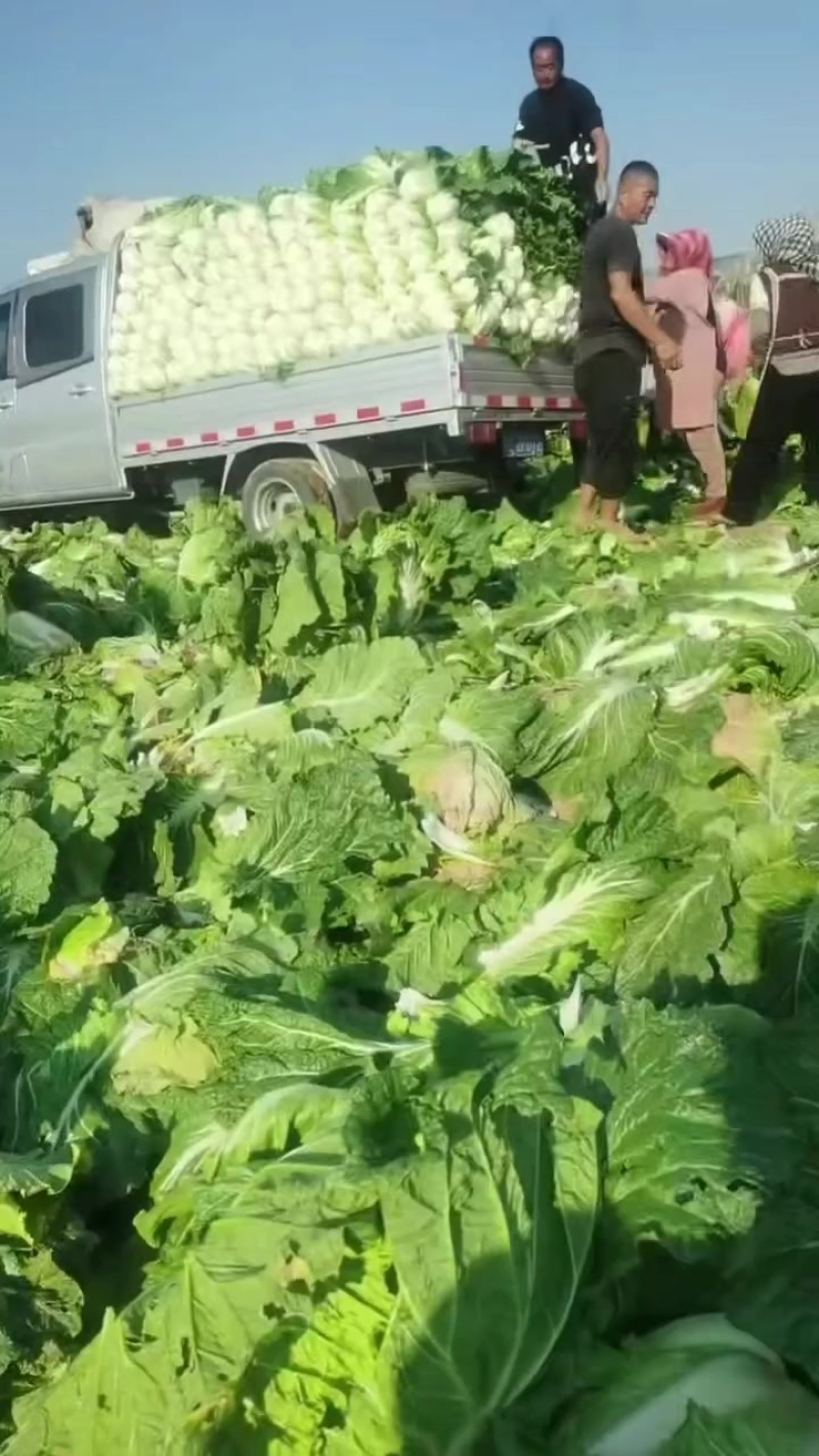 小义和秋白菜大量上市，质量好，精品大白菜上市需要的联系