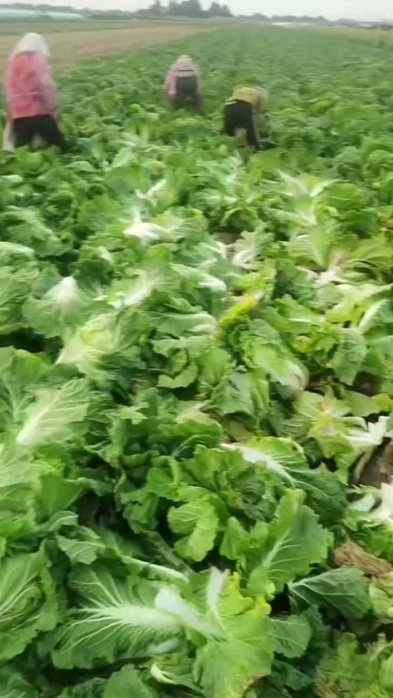 小义和秋白菜大量上市，质量好，精品大白菜上市需要的联系