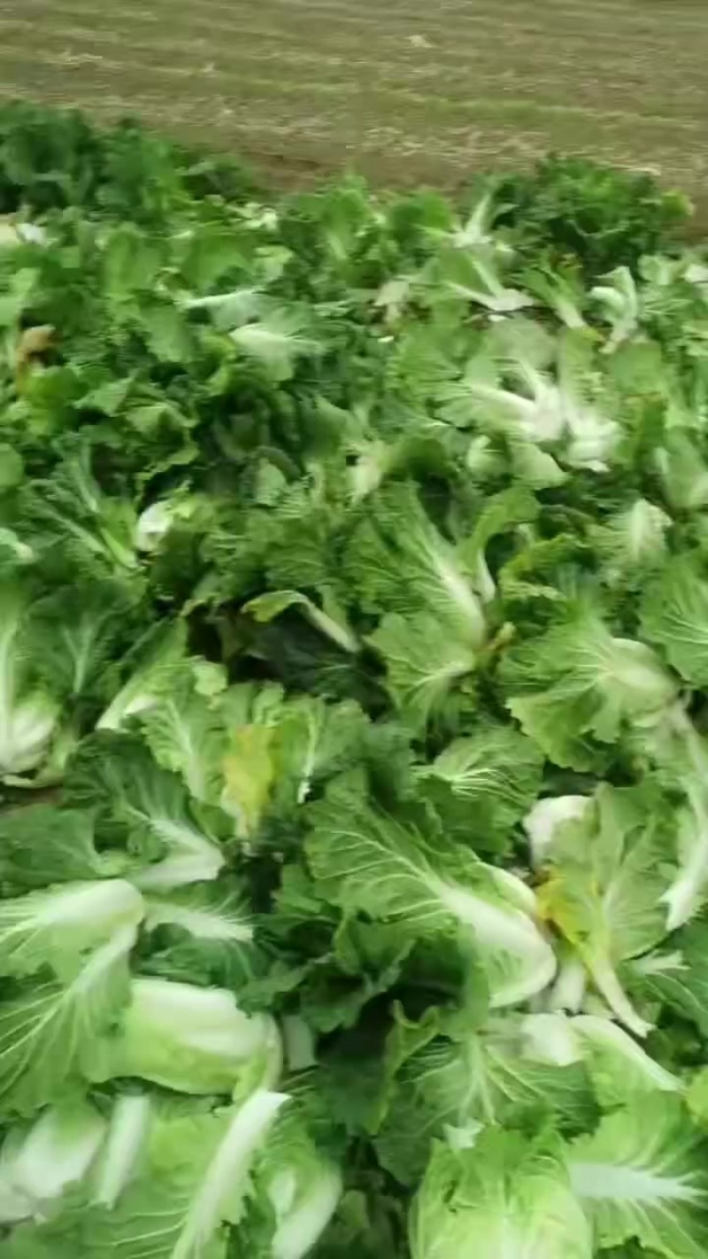 小义和秋白菜大量上市，质量好，精品大白菜上市需要的联系