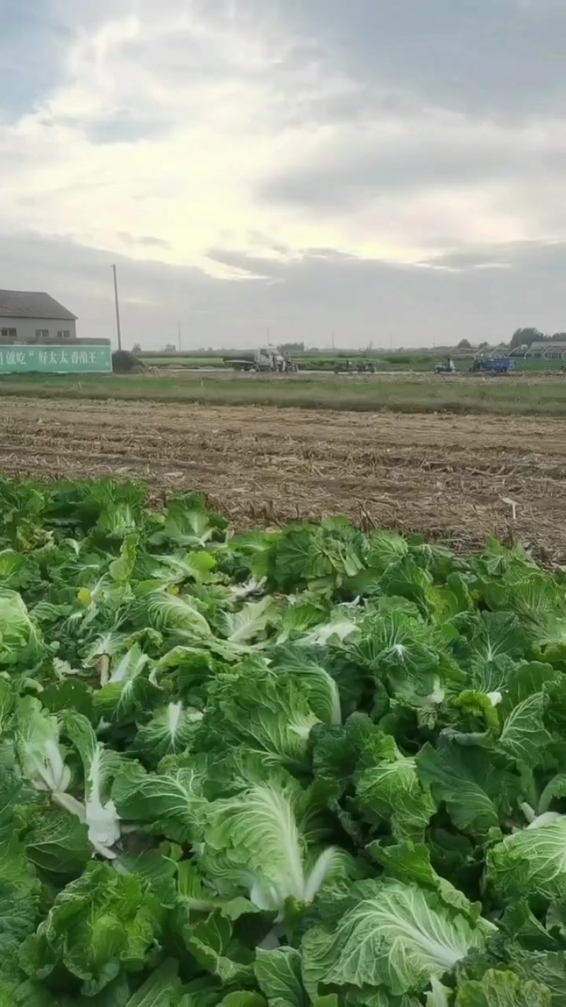 小义和秋白菜大量上市，质量好，精品大白菜上市需要的联系