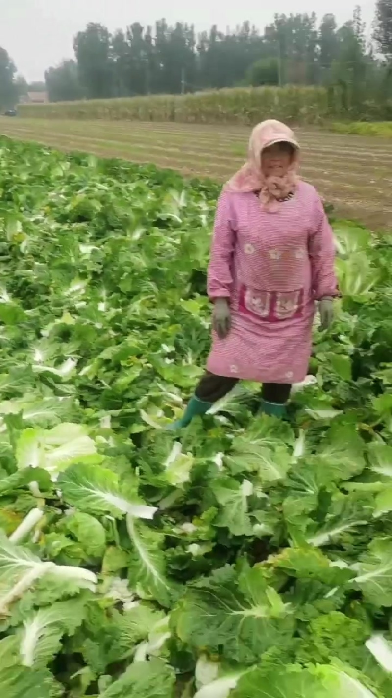 小义和秋白菜大量上市，质量好，精品大白菜上市需要的联系