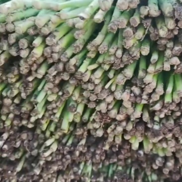 精品冷棚韭菜