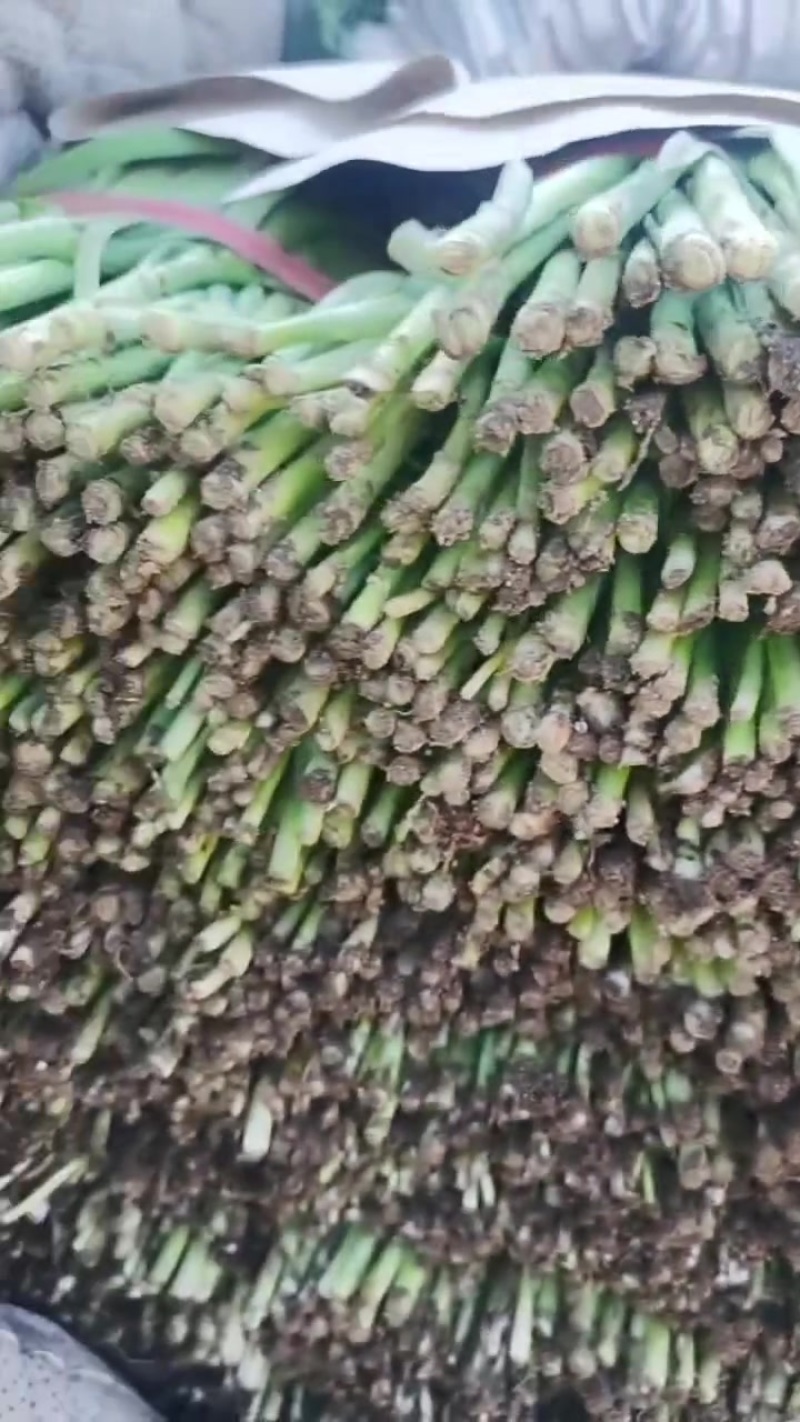 精品冷棚韭菜