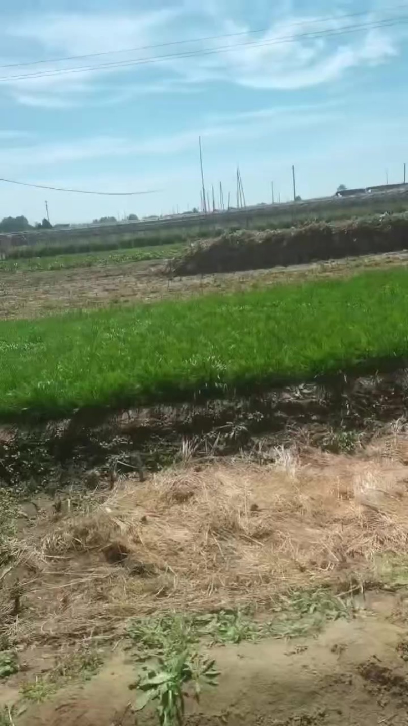 精品冷棚韭菜