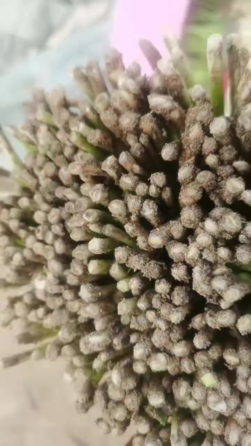 精品冷棚韭菜