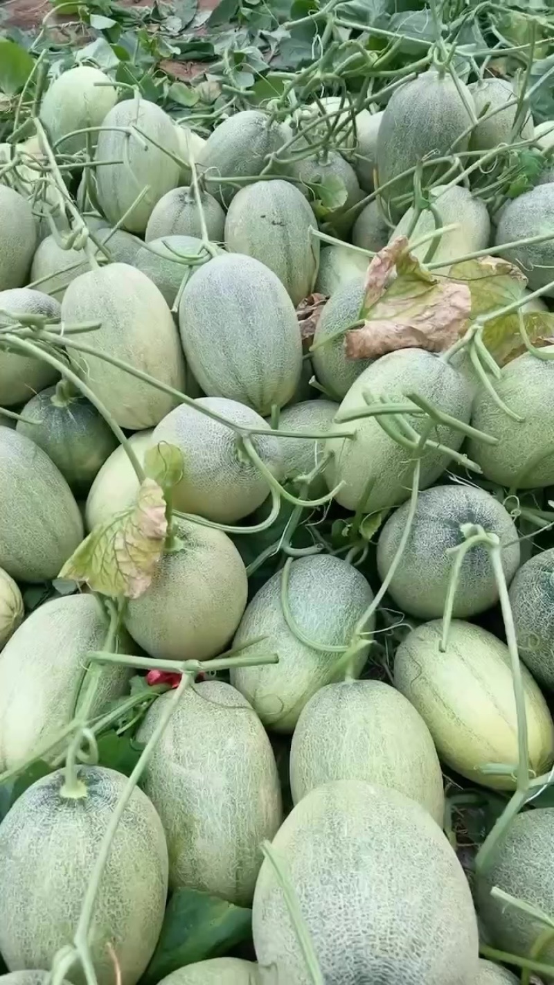 晓蜜25