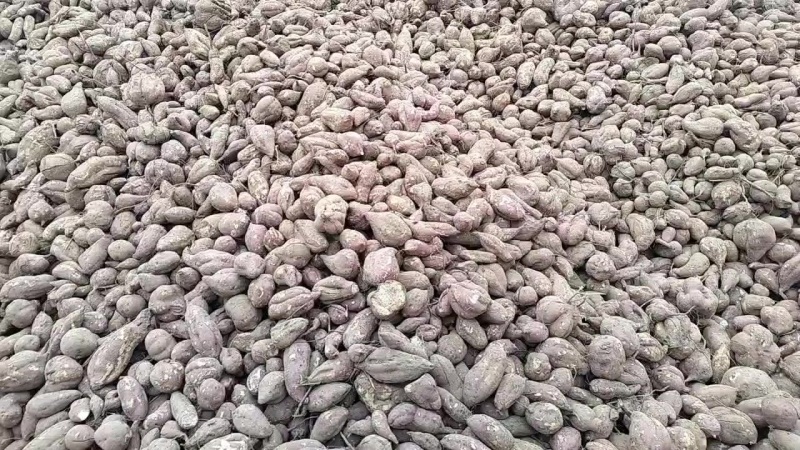 商薯19高淀粉红薯