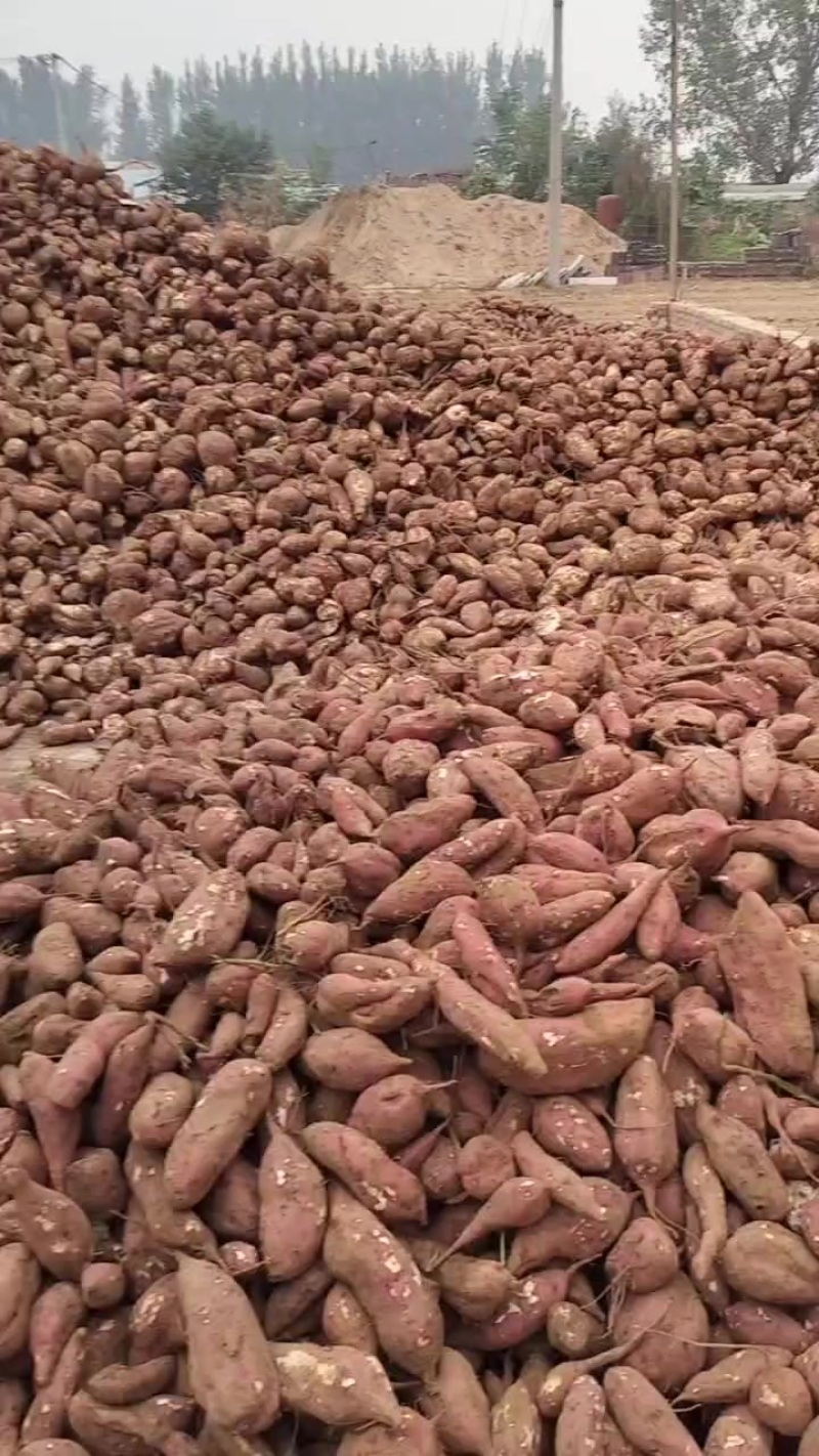 商薯19高淀粉红薯