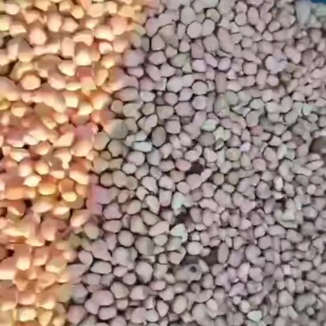 白花生米油料米过筛米