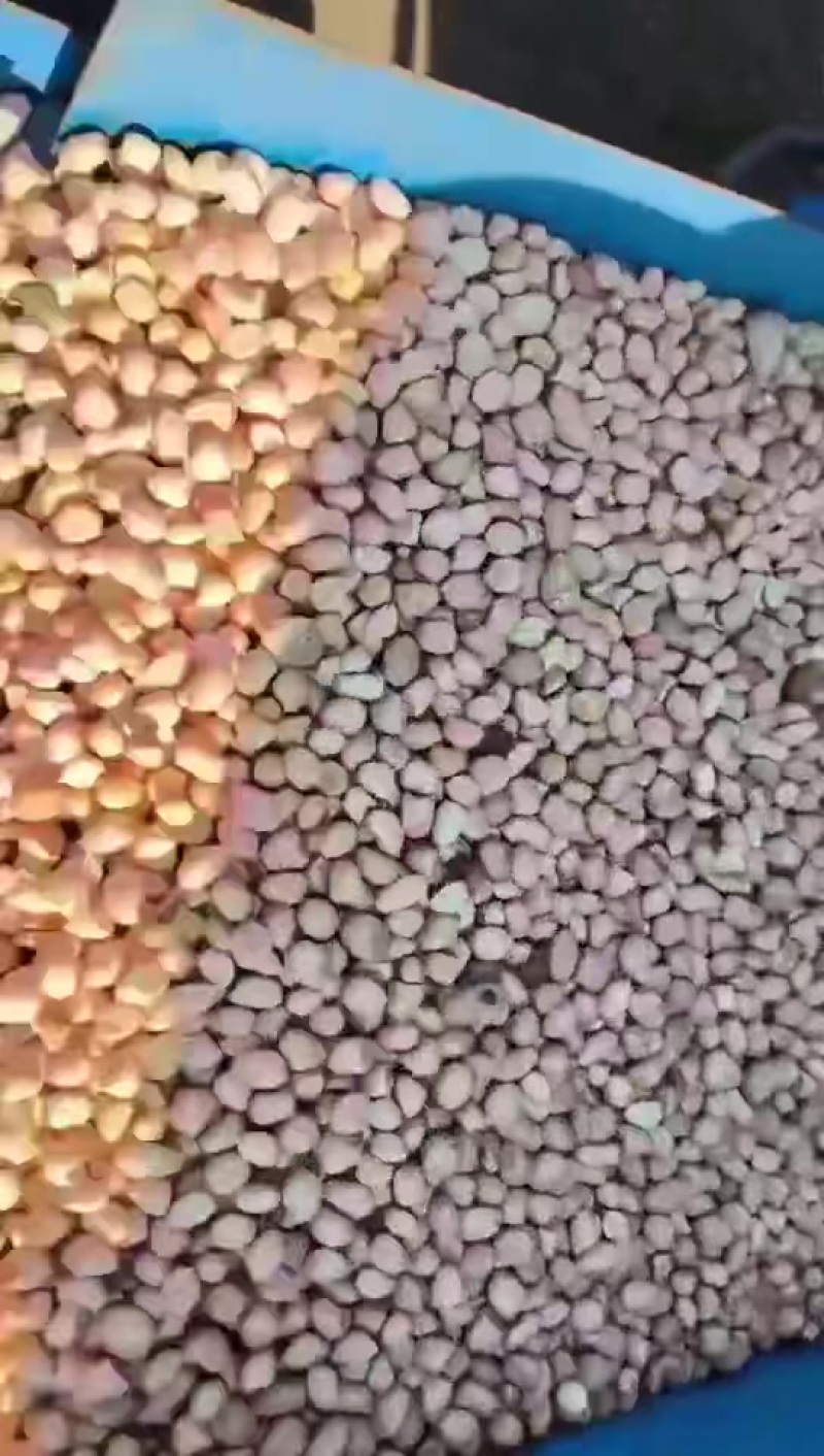白花生米油料米过筛米