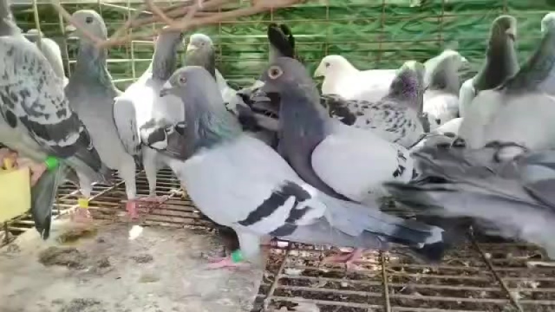 精品有环老信鸽