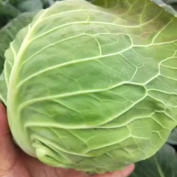 精品甘蓝