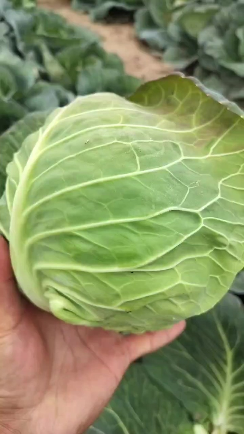 精品甘蓝