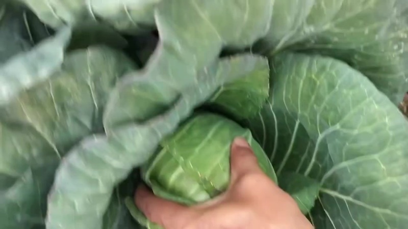 精品甘蓝
