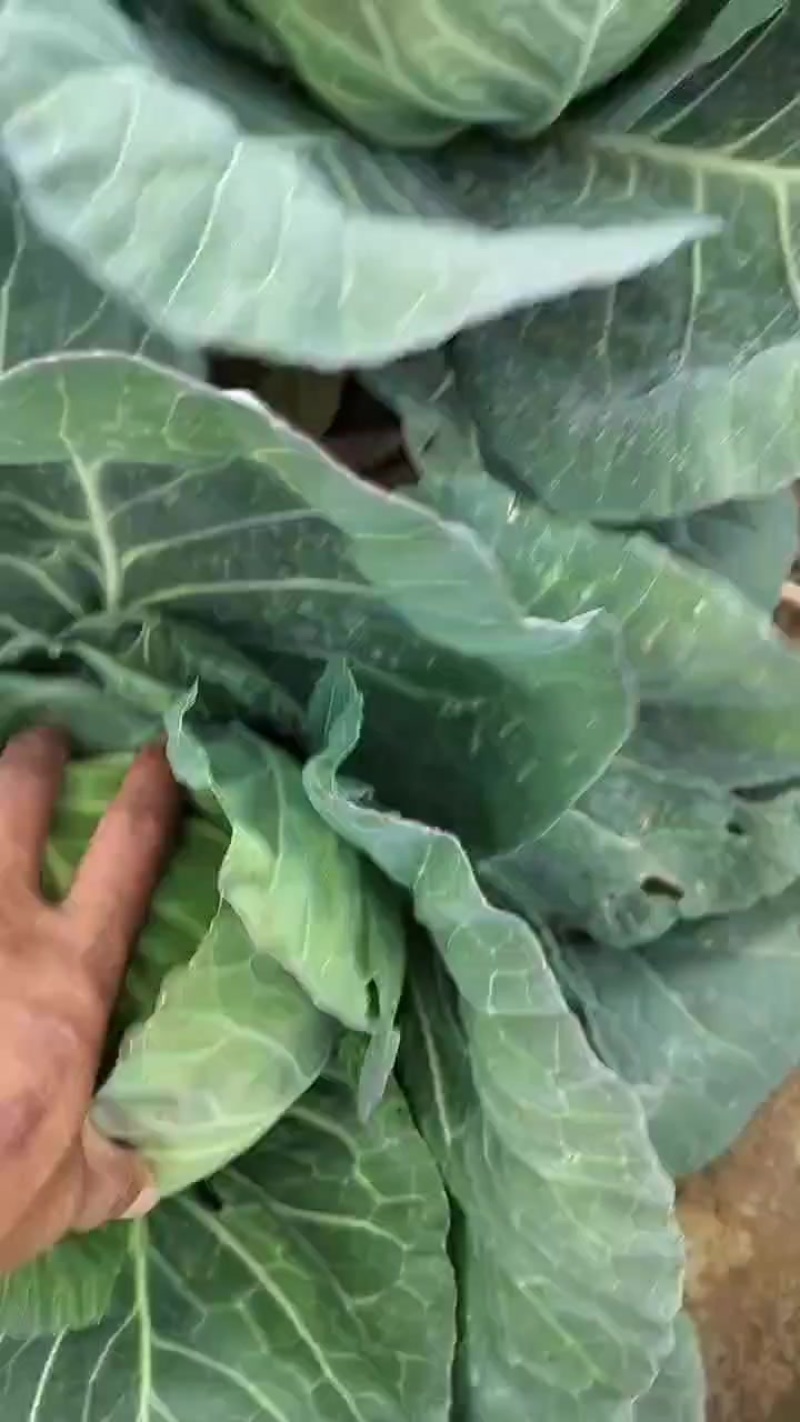 精品甘蓝
