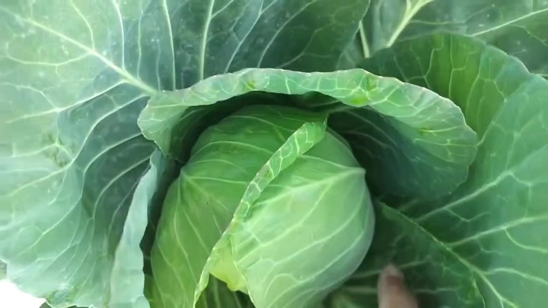 精品甘蓝