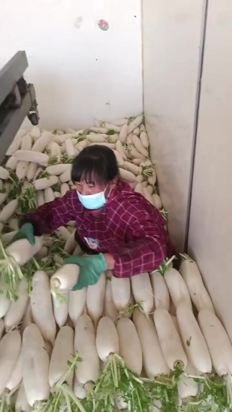 河北白罗卜大量供应中