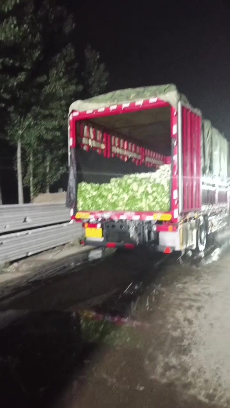 河北白罗卜大量供应中