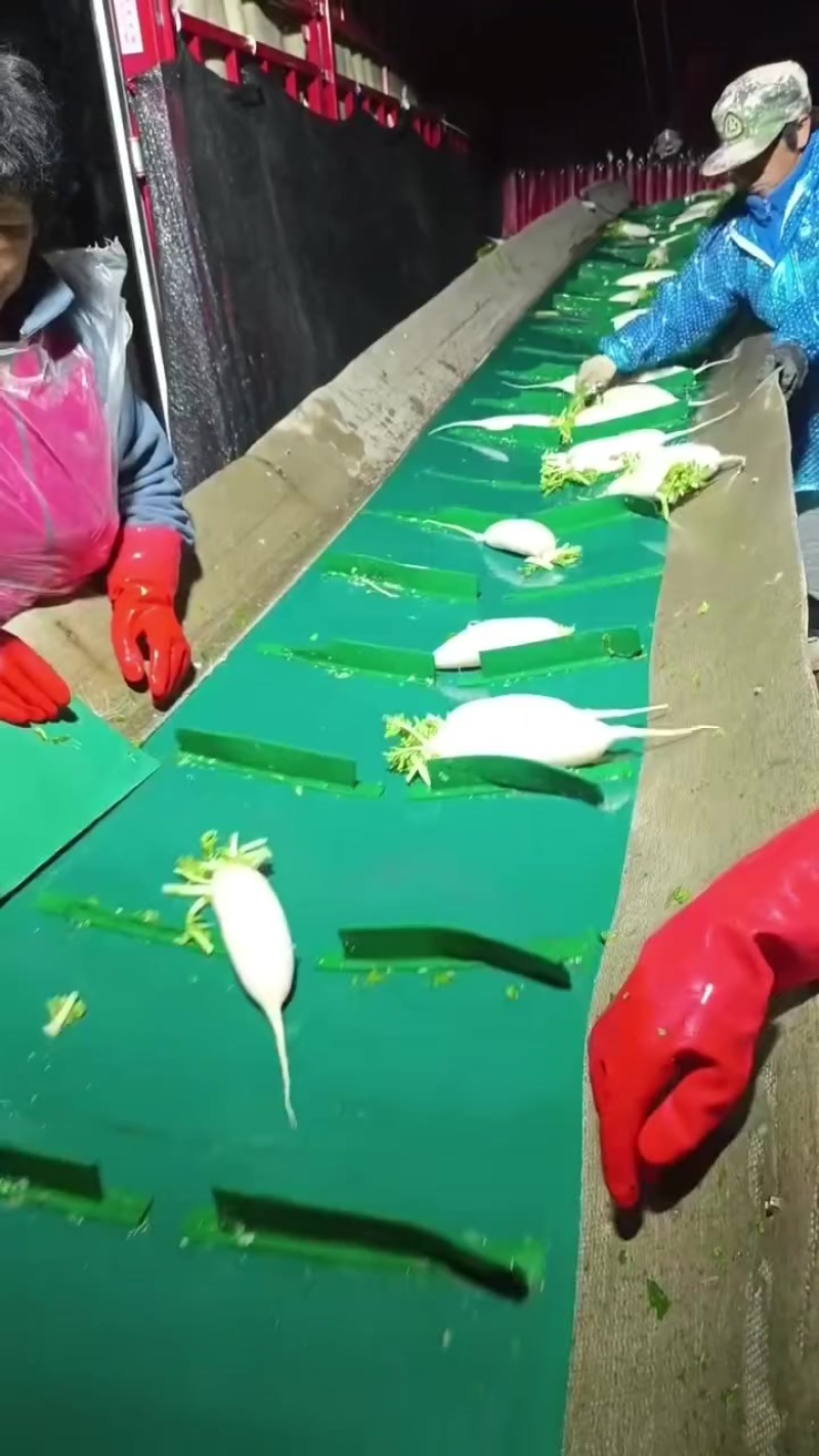 河北白罗卜大量供应中