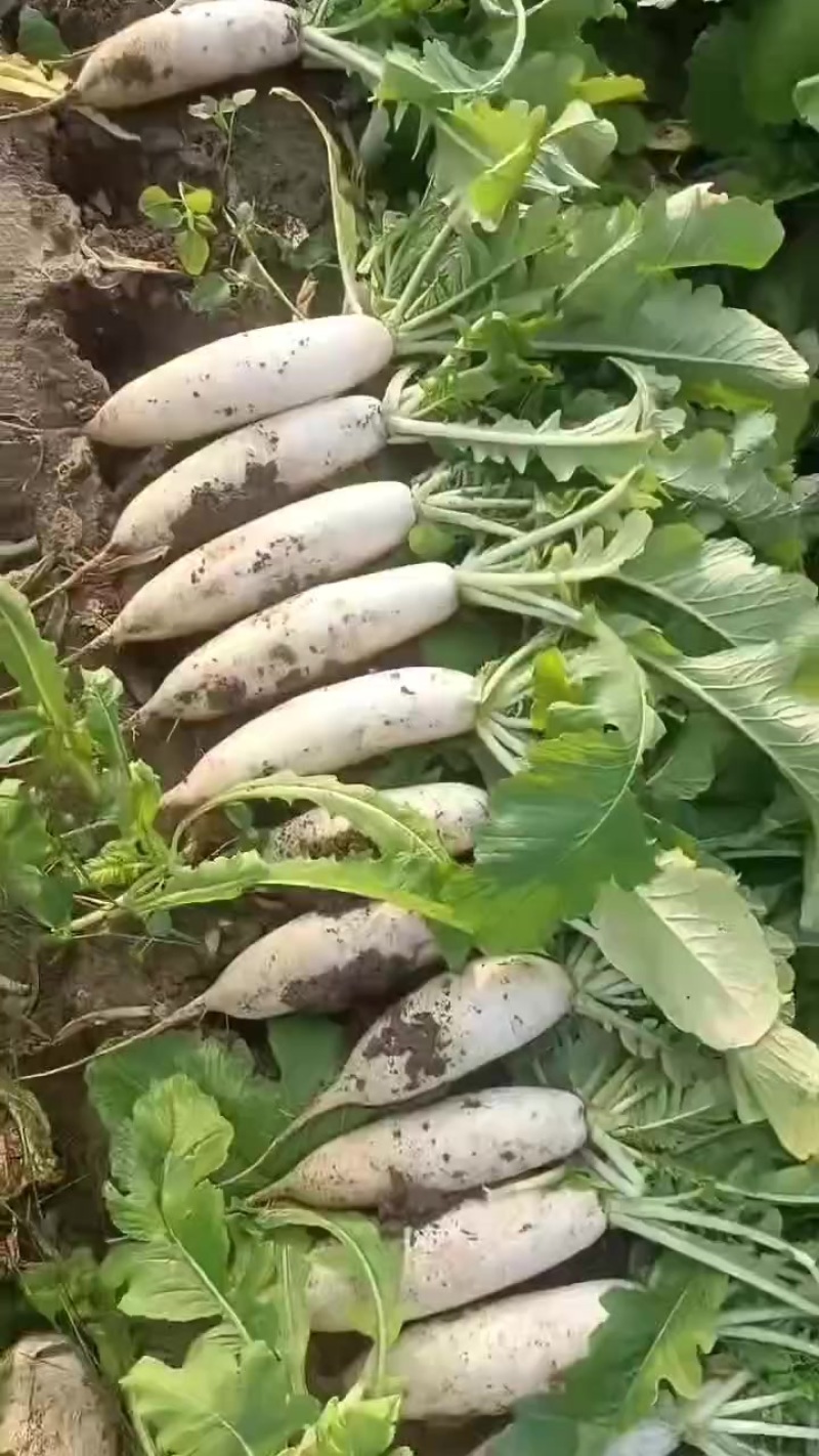 河北白罗卜大量供应中