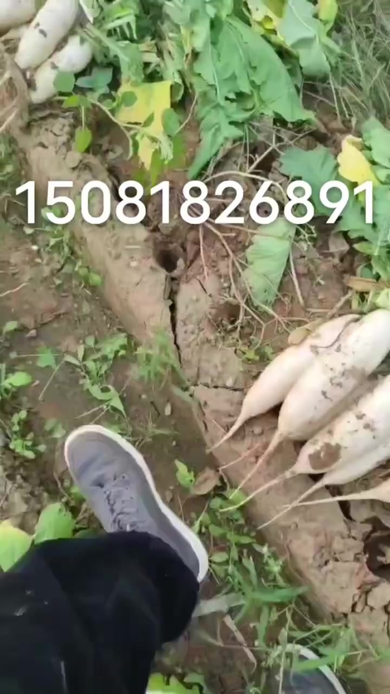 河北白罗卜大量供应中