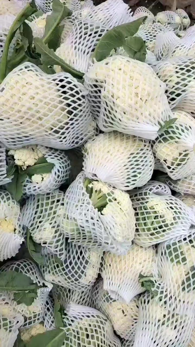 精品菜花，青梗白面！产地直发！大量有货！