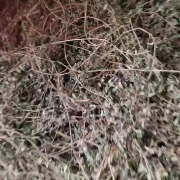地锦草