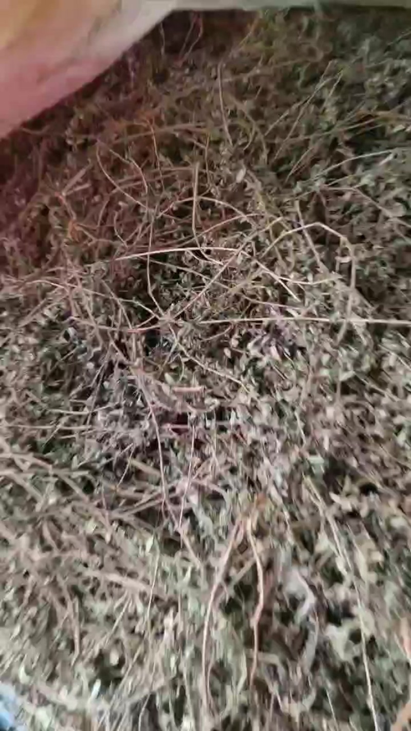 地锦草