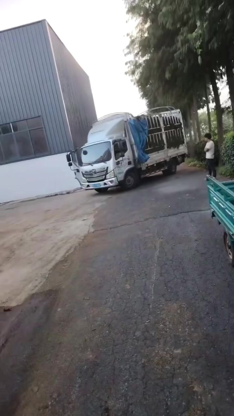 蟹塘精品伊乐藻