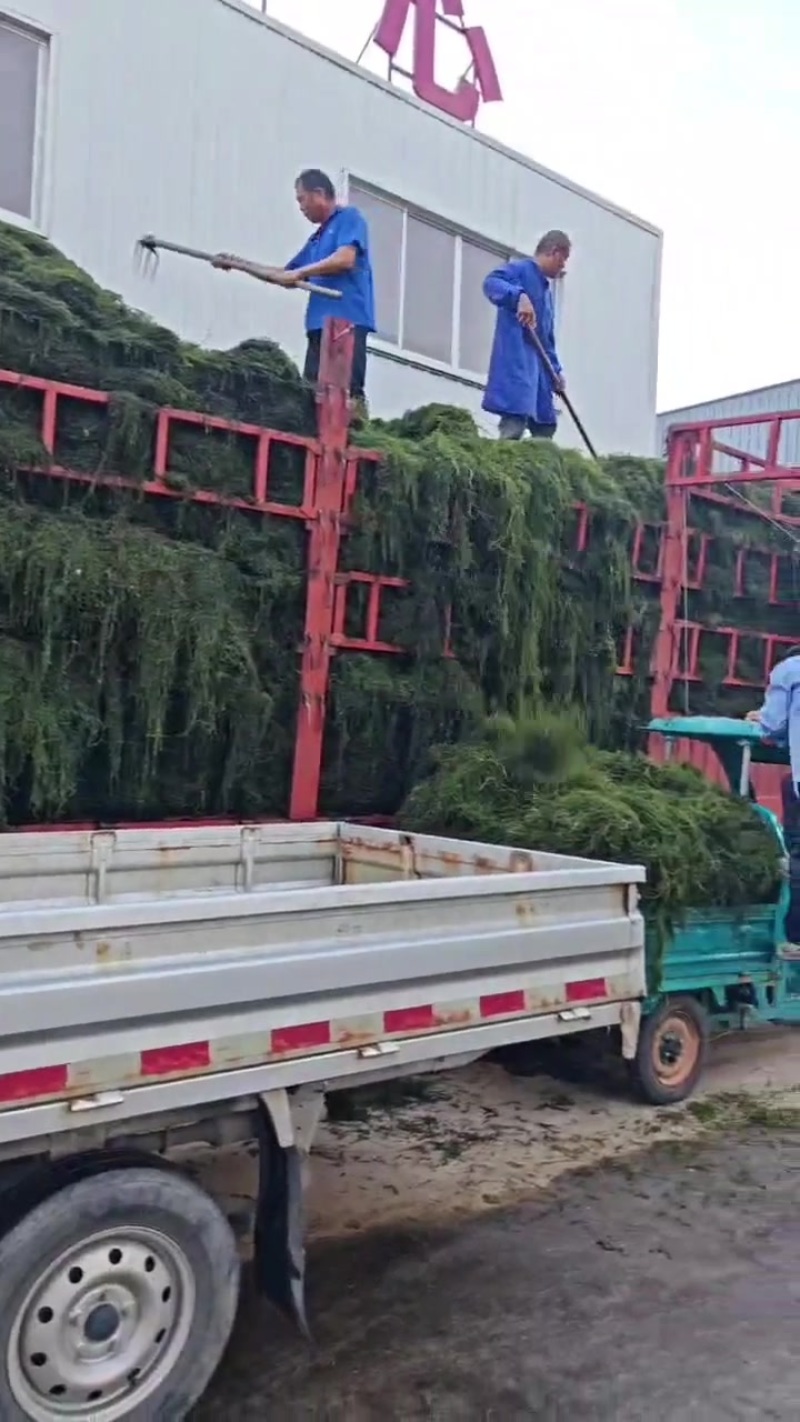 蟹塘精品伊乐藻