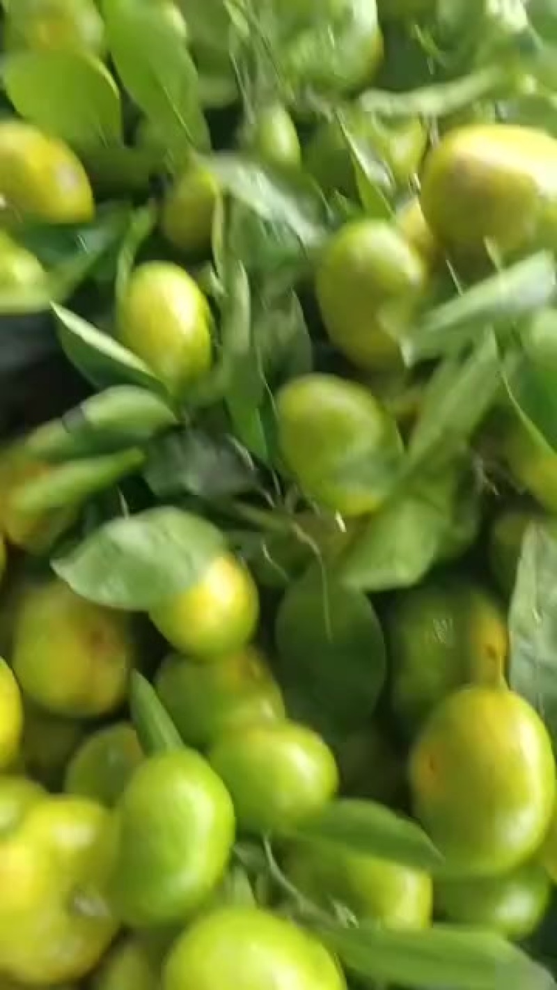 橘子