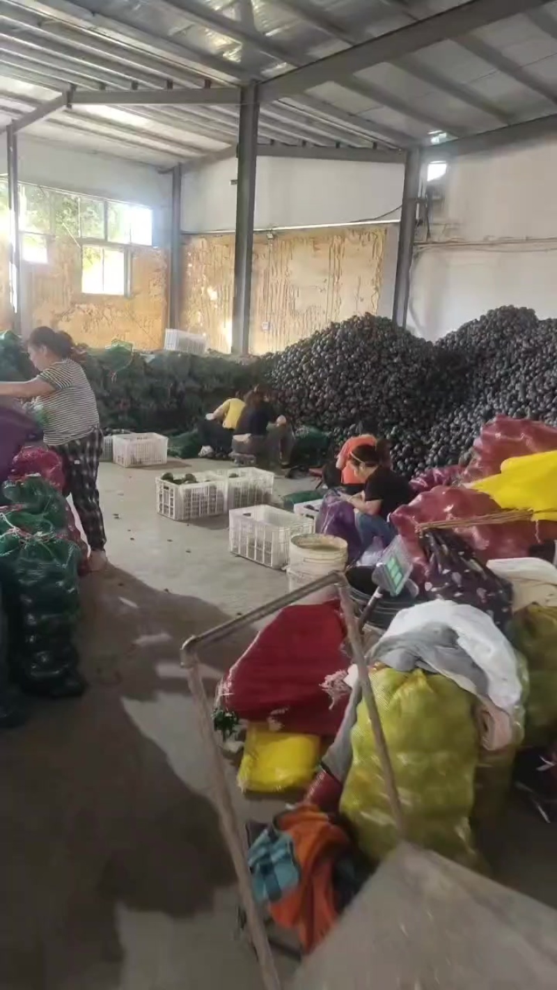 分拣分拣贝贝南瓜持续分拣中，各种规格都有欢迎老板来电砸单